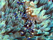 Anemone shrimp