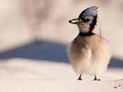 Blue Jay