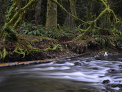 Goldstream River.