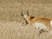 Pronghorn Buck