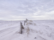 Winter Fence Line