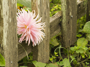 Flower and Fence