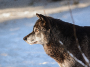 Grey Wolf -  close up 