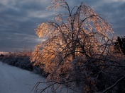 Icy Tree