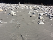 Red Deer River - Flood summer 2013