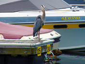 Blue Heron
