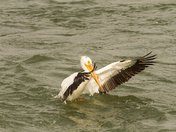 Pelican Landing