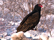 Turkey Vulture