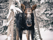 Winter Moose.