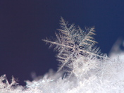 Snow Flake