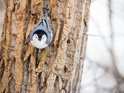 White-Breasted Nuthatch Hatching Away With A Smile