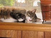 tired cat sleeping on the windowsill