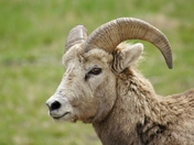 Up Close and Personal