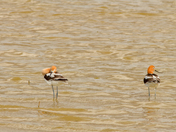 Avocets