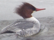 "Paddling the River"