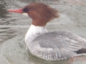 "The Cold Don't Bother Me"