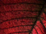 Poinsettia Leaf