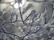 Hoar Frost