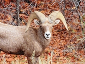 Bighorn Sheep