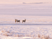 Mule Deer