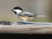 Chickadee