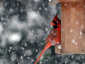 Cardinal in the Snow