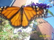 Monarch Butterfly