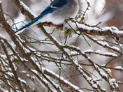Blue Jay - Algonquin Park
