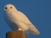 Snowy Owl morning