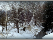 "Trees in the field"