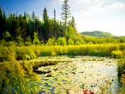 Herschell Forest Trail Rd