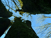 A rare shape of trees