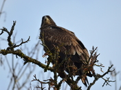 watching all the action