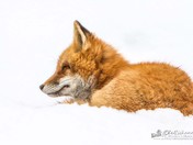 Red Fox Keeping Warm