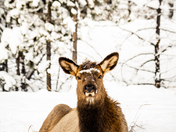 Wapiti (Elk) Pack In Jasper