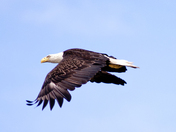 eagle in flight