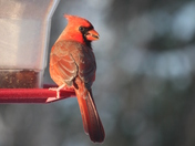 Male Cardinal