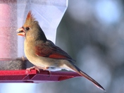Female Cardinal
