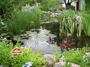 spring flowers and pond's fish