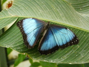 Blue Morpho