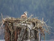 Osprey in nest