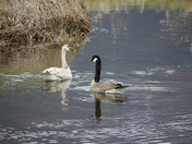 Canadian Geese