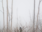 Foggy Day BlueJay