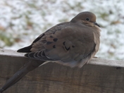 Dove on a Rail