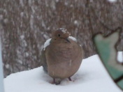 Dove on a Rail