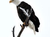 Bald eagle