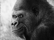 Gorilla 