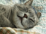 Ahhhh, Nothing Like a Nap, to Start the Day