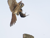 American Kestrel with vole