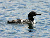Loon on the lake